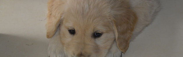 Pup2.JPG