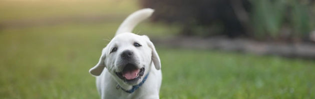 pup3_edited.jpg