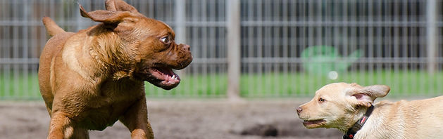 pup5.jpg