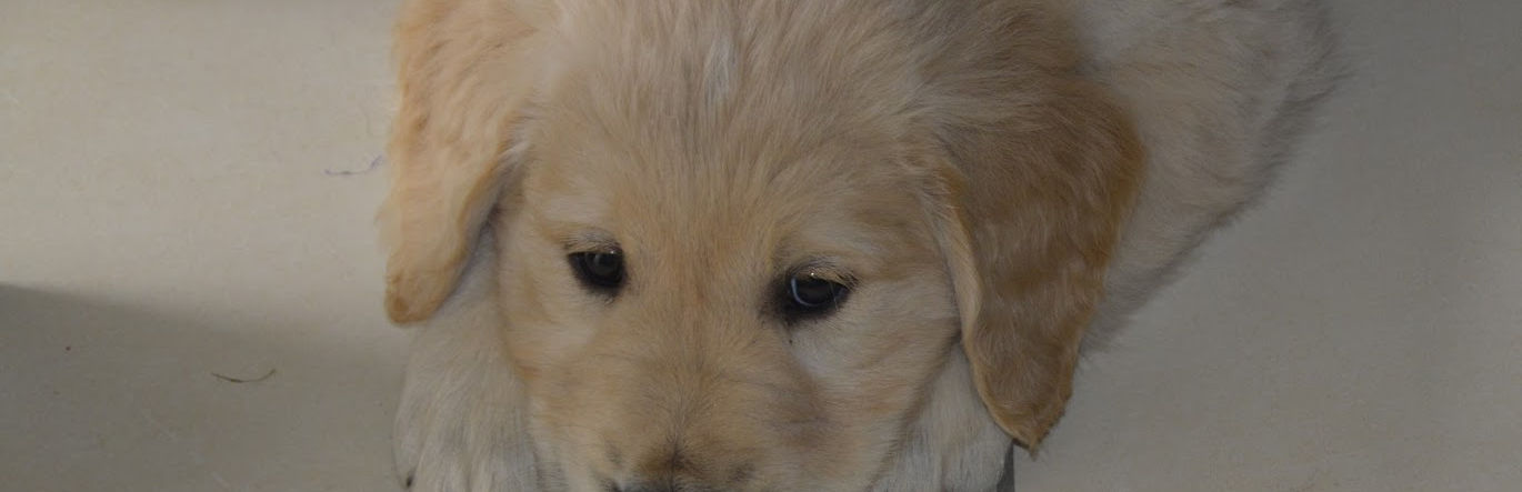 Pup2.JPG